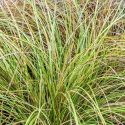 carex testacea prairie fire carice