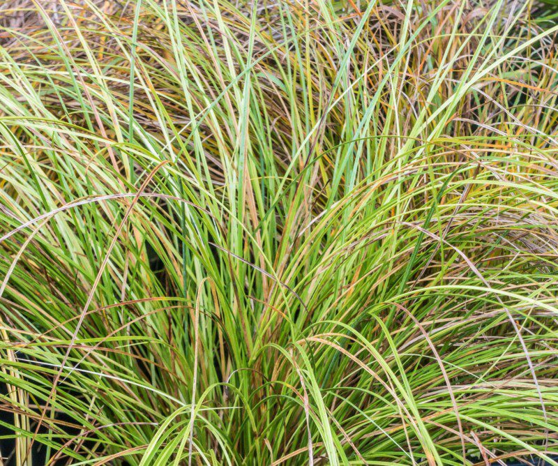 carex testacea prairie fire carice