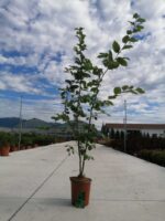 carpinus betulus carpino bianco 2
