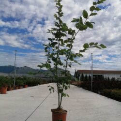 carpinus betulus carpino bianco 2