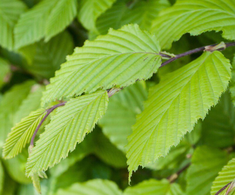 carpinus betulus carpino bianco