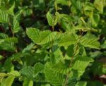 carpinus betulus summergumm carpino bianco