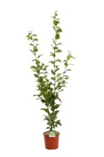 carpinus betulus summergumm carpino bianco 2