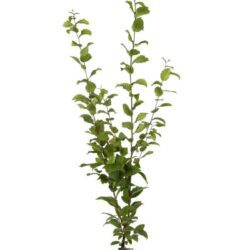 carpinus betulus summergumm carpino bianco 2