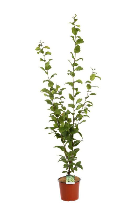 carpinus betulus summergumm carpino bianco 2