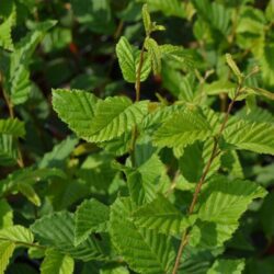 carpinus betulus summergumm carpino bianco