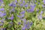 caryopteris clandonensis dark knight
