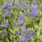 caryopteris clandonensis dark knight