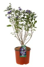 caryopteris clandonensis dark knight 2
