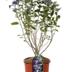 caryopteris clandonensis dark knight 2