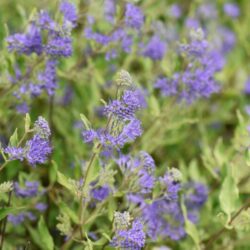 caryopteris clandonensis dark knight
