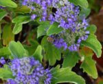 caryopteris clandonensis heavenly blue 1