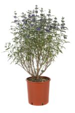 caryopteris clandonensis heavenly blue 3