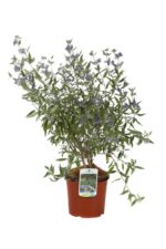 caryopteris clandonensis kewblue 1