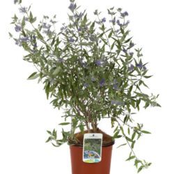 caryopteris clandonensis kewblue 1
