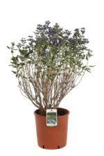 caryopteris clandonensis kewblue