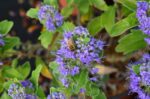caryopteris clandonensis kewblue 2