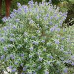 caryopteris clandonensis kewblue 5