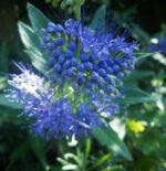 caryopteris grand blue