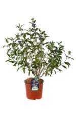 caryopteris grand blue 2