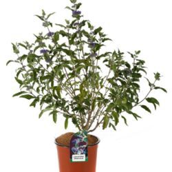 caryopteris grand blue 2
