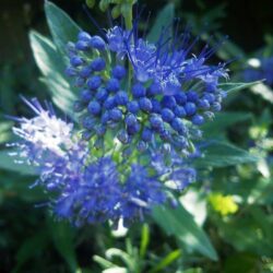 caryopteris grand blue