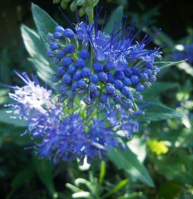 caryopteris grand blue caryopteris grand blue
