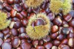 castanea sativa bouche de betizac castagno marrone 1