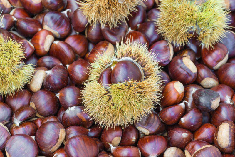 castanea sativa bouche de betizac castagno marrone 1