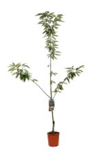 castanea sativa bouche de betizac castagno marrone