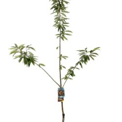 castanea sativa bouche de betizac castagno marrone
