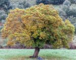 castanea sativa bouche de betizac castagno marrone 3