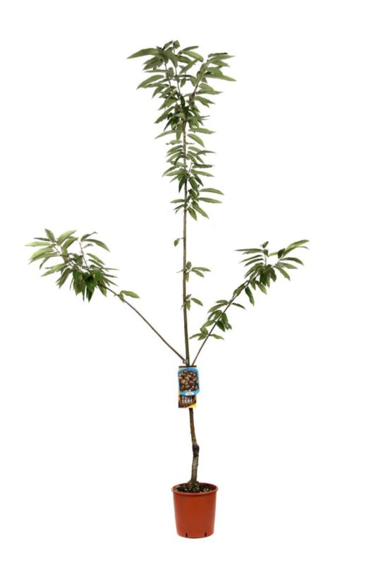 castanea sativa bouche de betizac castagno marrone