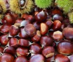 castanea sativa marrone di marradi castagno marrone 1