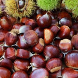 castanea sativa marrone di marradi castagno marrone 1