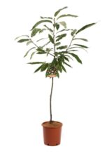 castanea sativa marrone di marradi castagno marrone