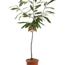 castanea sativa marrone di marradi castagno marrone