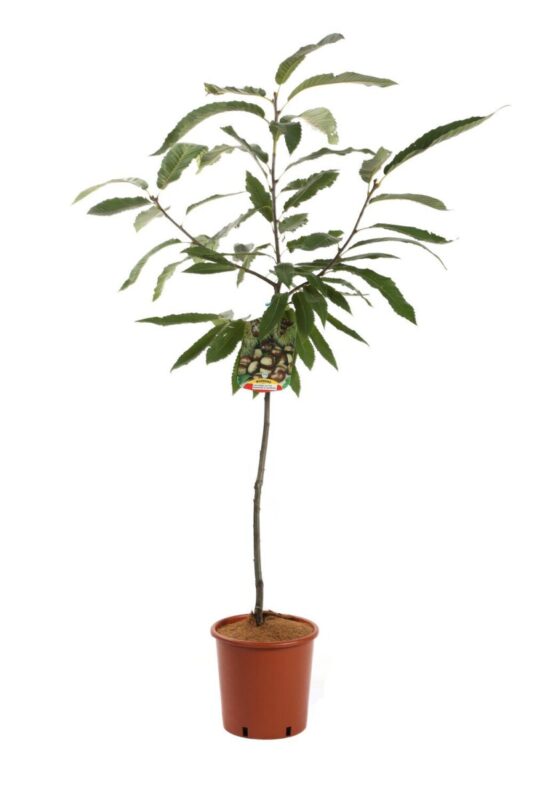 castanea sativa marrone di marradi castagno marrone