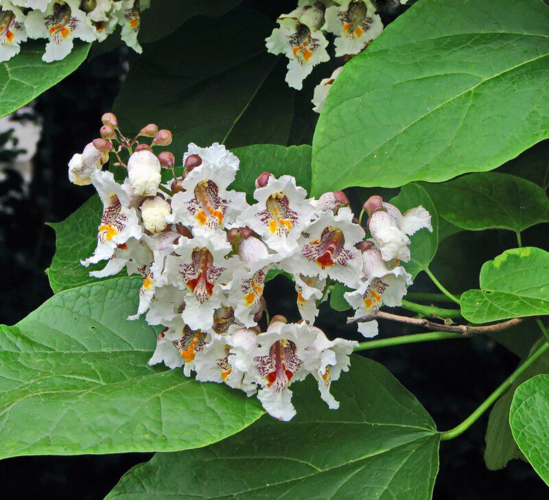 catalpa bignonioides 1