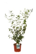 ceanothus delileanus gloire de versailles ceanoto 2