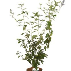 ceanothus delileanus gloire de versailles ceanoto 2