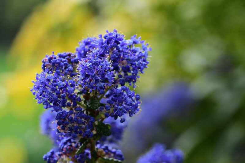 ceanothus delileanus gloire de versailles ceanoto ceanothus delileanus gloire de versailles ceanoto