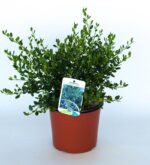 ceanothus impressus victoria ceanoto