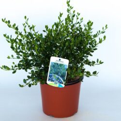 ceanothus impressus victoria ceanoto
