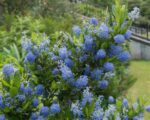 ceanothus impressus victoria ceanoto 3