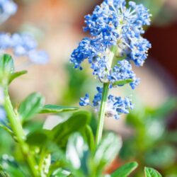 ceanothus pallidus marie simon ceanoto 1