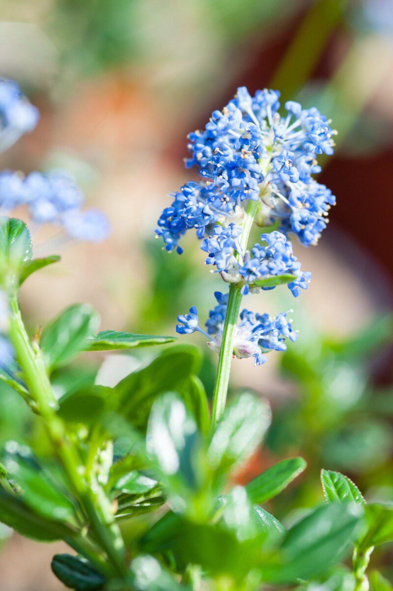 ceanothus pallidus marie simon ceanoto 1 ceanothus pallidus marie simon ceanoto 1