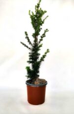 cedrus atlantica fastigiata cedro 2