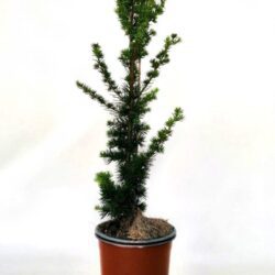 cedrus atlantica fastigiata cedro 2