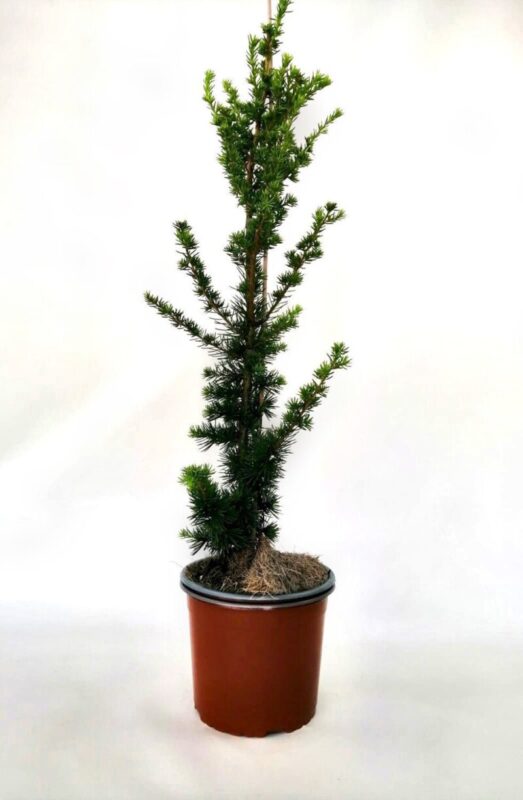 cedrus atlantica fastigiata cedro 2